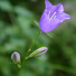 COROLLA GAMOPETALA*