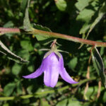 fam.CAMPANULACEAE