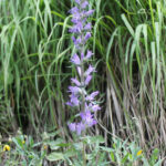Campanula spicata