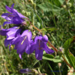 Campanula trachelium