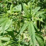 fam.CANNABACEAE