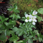 gen.Cardamine