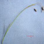 Carex capillaris