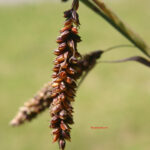 fam.CYPERACEAE
