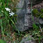 Cerastium arvense
