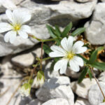 Cerastium carinthiacum