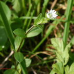 Cerastium holosteoides