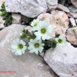 gen.Cerastium