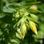 gen.Cerinthe