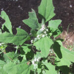 fam.CHENOPODIACEAE