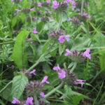 gen.Clinopodium