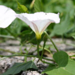 gen.Convolvulus