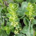 Cruciata glabra