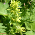 gen.Cruciata