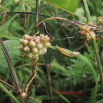 gen.Cuscuta
