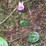 gen.Cyclamen