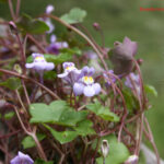 gen.Cymbalaria