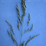 gen.Deschampsia