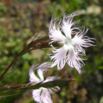 Dianthus monspessulanus
