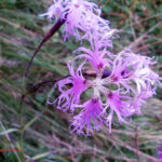 Dianthus superbus