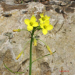 gen.Diplotaxis