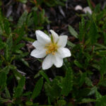 gen.Dryas