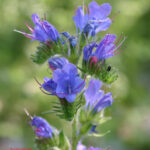 gen.Echium