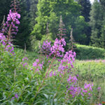 Epilobium angustifolium