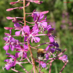 fam.ONAGRACEAE