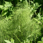 Equisetum sylvaticum 