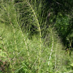 fam.EQUISETACEAE