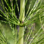 Equisetum telmateja