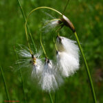 gen.Eriophorum