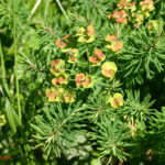 Euphorbia cyparissias