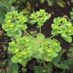 fam.EUPHORBIACEAE