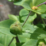 Euphorbia lathyris