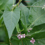 gen.Fallopia