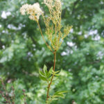 Filipendula ulmaria