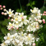 gen.Filipendula