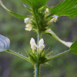 Galeopsis tetrahit