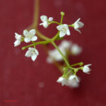 Galium palustre