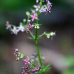 Galium rubrum