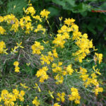 gen.Genista
