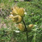 Gentiana punctata