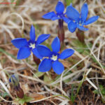 COROLLA ATTINOMORFA