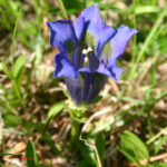 Gentiana acaulis (gruppo)