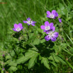 fam.GERANIACEAE