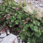 Geum reptans
