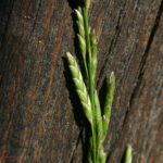 gen.Glyceria