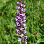 gen.Gymnadenia